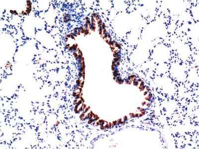 Anti-Mouse/Rat TGFβ1 Mouse (5D2) Antibody [5D2]