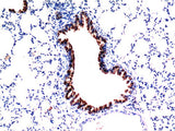 Immunohistochemistry of paraffin-embedded Mouse liver tissue using TGFB1 Monoclonal Antibody at dilution of 1:200.