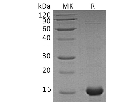 SDS-PAGE analysis of Human AIF1 proteins, 2 μg/lane of Recombinant Human AIF1 proteins was resolved with SDS-PAGE under reducing conditions, showing bands at 16 kDa.