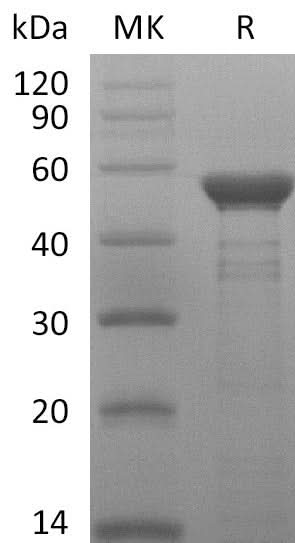 Recombinant MERS-CoV Nucleocapsid Protein - ABMIUM