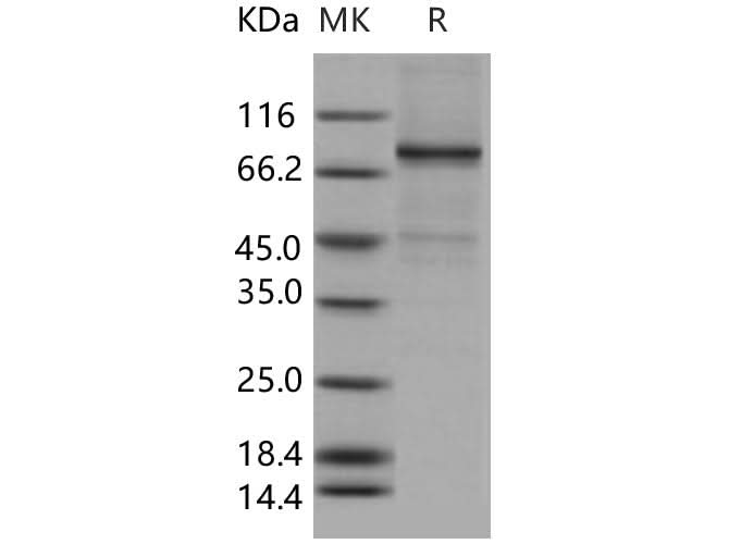 > 85 % as determined by reducing SDS-PAGE.