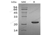 > 90 % as determined by reducing SDS-PAGE.