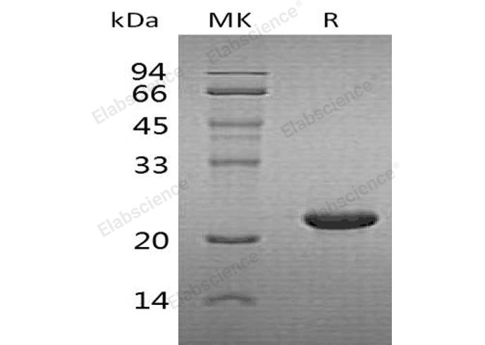 > 90 % as determined by reducing SDS-PAGE.