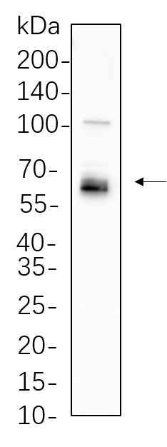 Anti-Human/Mouse/Rat LKB1 Antibody [B766] - ABMIUM