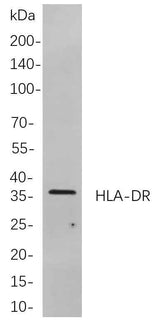 Anti-Human/Mouse/Rat HLA-DR Antibody [B701]