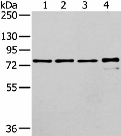 Anti-Human/Mouse/Rat GHR Antibody - ABMIUM