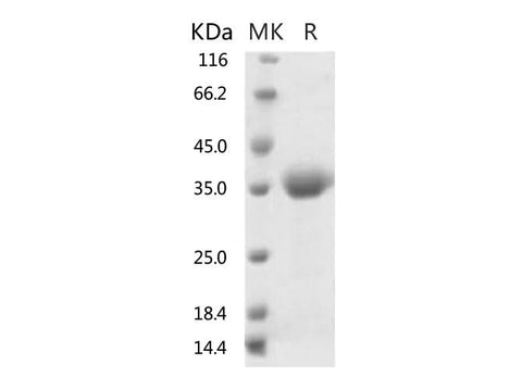 > 95 % as determined by reducing SDS-PAGE.