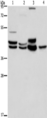 Anti-Human/Mouse/Rat ERK1/2 Antibody - ABMIUM
