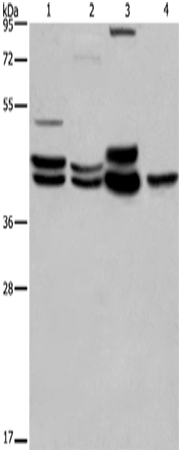 Anti-Human/Mouse/Rat ERK1/2 Antibody - ABMIUM