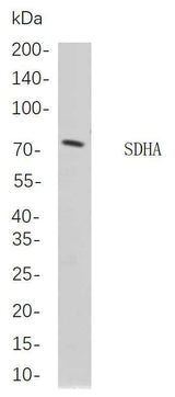 Anti-Human/Mouse/Rat SDHA Antibody [B862]