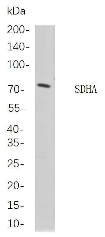 Anti-Human/Mouse/Rat SDHA Antibody [B862]