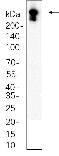 Anti-Human/Mouse/Rat DNA PKcs Antibody [B765] - ABMIUM