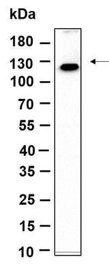 Anti-Human/Mouse/Rat MLLT6 Antibody [B975]