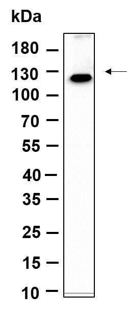 Anti-Human/Mouse/Rat MLLT6 Antibody [B975]