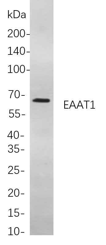 Anti-Human/Mouse/Rat EAAT1 Antibody [B827] - ABMIUM