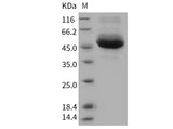 > 90 % as determined by reducing SDS-PAGE.