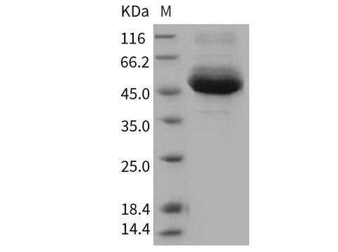 > 90 % as determined by reducing SDS-PAGE.