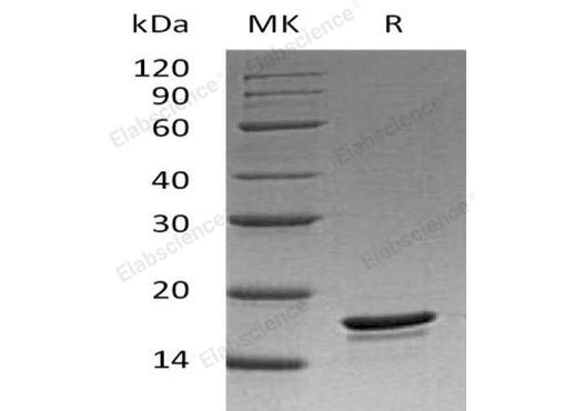 > 95 % as determined by reducing SDS-PAGE.