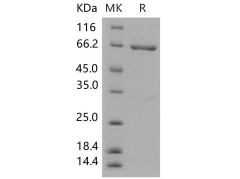 > 90 % as determined by reducing SDS-PAGE.