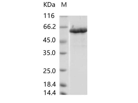 > 95 % as determined by reducing SDS-PAGE.
