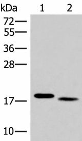 Western blot analysis of Mouse liver tissue and Human tonsil tissue lysates using IL36A Polyclonal Antibody at dilution of 1:300