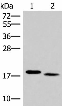 Western blot analysis of Mouse liver tissue and Human tonsil tissue lysates using IL36A Polyclonal Antibody at dilution of 1:300