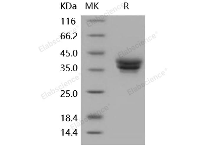 > 97 % as determined by reducing SDS-PAGE.