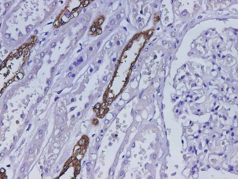 Anti-Human UMOD Antibody - ABMIUM