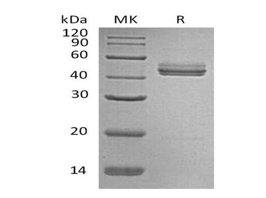 > 95 % as determined by reducing SDS-PAGE.