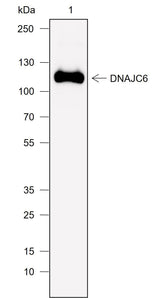 Anti-Human/Rat/Mouse DNAJC6 Antibody [A774] - ABMIUM