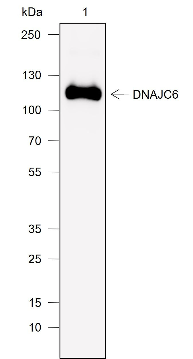 Anti-Human/Rat/Mouse DNAJC6 Antibody [A774] - ABMIUM