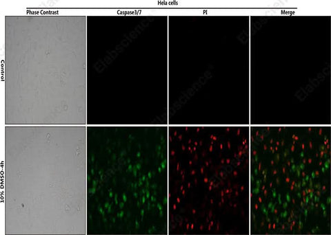 Control: Normal Hela cells were not treated with DMSO. 10% DMSO-4h: Hela cells were treated with 10% DMSO for 4h. HeLa cells stained with Caspase 3/7 Substrates (green) and Propidium Iodide (PI) Solution (750 μM) (red).