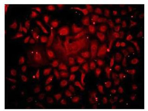 Immunofluorescentanalysis of (4% PFA) fixed HeLa cells using DNA-RNA hybrid mouse monoclonal antibody [S9.6] at dilution of 1:500.