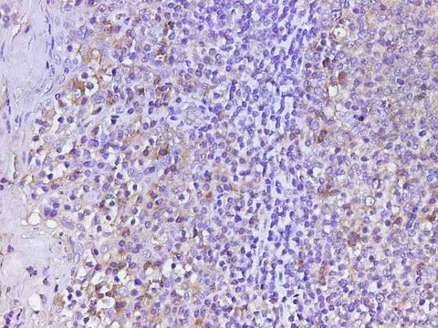 Anti-Human CD74 Antibody
