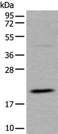Western blot analysis of RAW264.7 cell lysate using UFC1 Polyclonal Antibody at dilution of 1:500