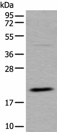 Western blot analysis of RAW264.7 cell lysate using UFC1 Polyclonal Antibody at dilution of 1:500