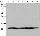 Western blot analysis of 293T cell lysates using UQCRQ Polyclonal Antibody at dilution of 1:450