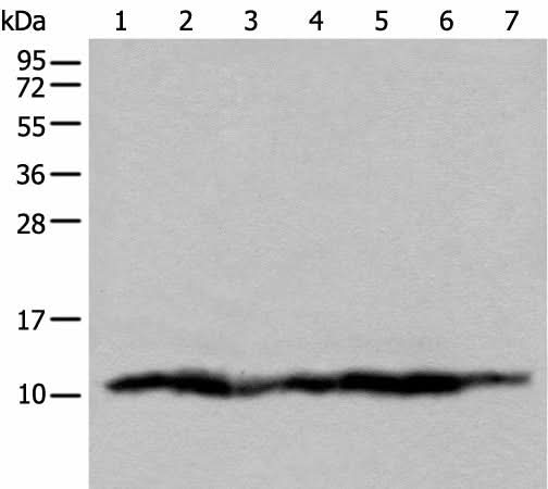 Western blot analysis of 293T cell lysates using UQCRQ Polyclonal Antibody at dilution of 1:450