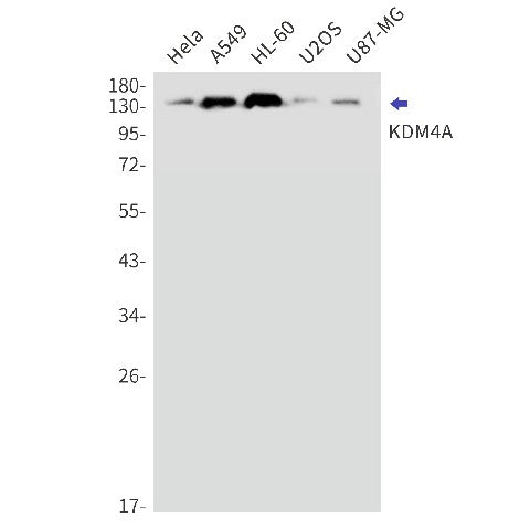 Western blot detection of KDM4A in Hela,A549,HL-60,U2OS,U87-MG cell lysates using KDM4A Rabbit mAb(1:1000 diluted).Observed band size:150kDa.