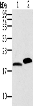 Anti-Human/Mouse/Rat MYL2 Antibody - ABMIUM