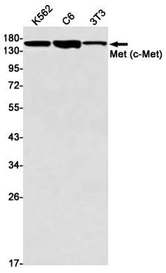 Western blot detection of Met (c-Met) in K562,C6,3T3 cell lysates using Met (c-Met) Rabbit mAb(1:1000 diluted).Predicted band size:156kDa.Observed band size:170kDa.