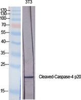 Western Blot analysis of 3T3 cells using Cleaved-CASP4 p20 (Q81) Polyclonal Antibody at dilution of 1:2000.
