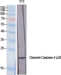 Western Blot analysis of 3T3 cells using Cleaved-CASP4 p20 (Q81) Polyclonal Antibody at dilution of 1:2000.