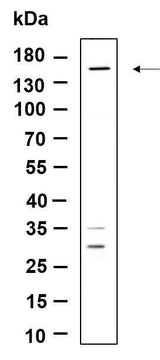 Anti-Human/Mouse/Rat Drosha Antibody [B921]