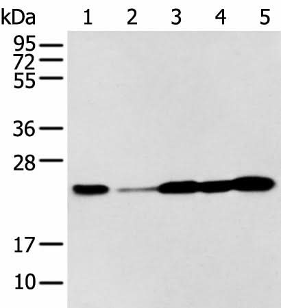 Western blot analysis of A549 A431 Hela Jurkat and HEPG2 cell using BAG2 Polyclonal Antibody at dilution of 1:300