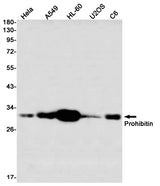 Western blot detection of Prohibitin in Hela,A549,HL-60,U2OS,C6 using Prohibitin Rabbit mAb(1:1000 diluted)
