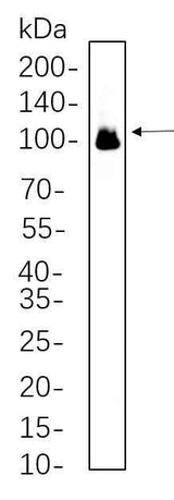 Anti-Human/Mouse/Rat Glutamate Receptor 1 Antibody [B553]