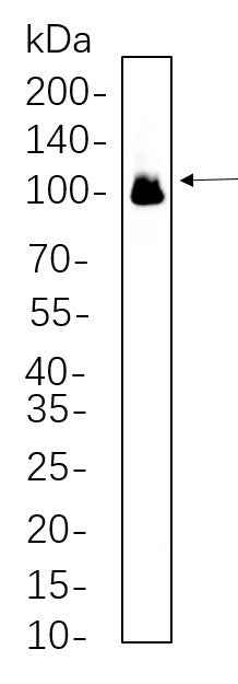 Anti-Human/Mouse/Rat Glutamate Receptor 1 Antibody [B553] - ABMIUM