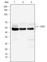 Anti-Human/Mouse EED Antibody [A755]