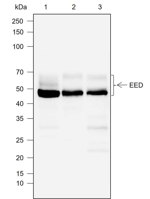 Anti-Human/Mouse EED Antibody [A755] - ABMIUM